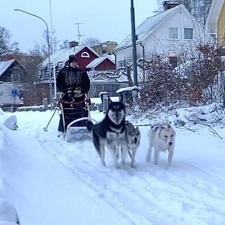 Här ger sig syskonen ut med sina hundspann – i centrala Karlshamn