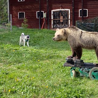 ”Bra att testa med en permobjörn först” – se när hundarna möter ”björnen” på mässan Dala Game Fair i Skog utanför Falun
