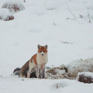 Se fotografens film på den flerfärgade räven i Pajala