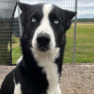 Ökning av djurskyddsärenden hos Länsstyrelsen i Västernorrland – fyra hundar till salu