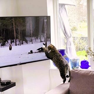 Katten Ola som älskar att kolla på SVT:s ”Den stora älgvandringen”