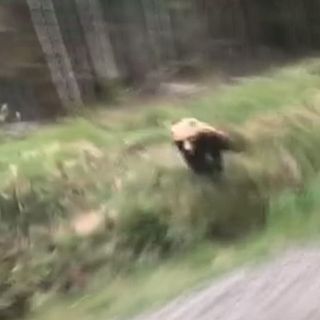 Se när björnhonan springer och ska attackera bilen