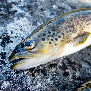 Därför mår fisken dåligt om vattnet blir varmt