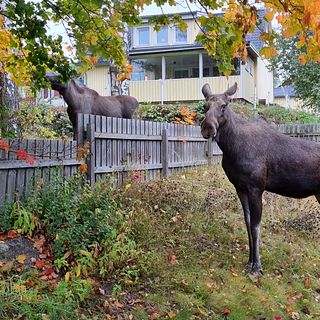 Älgar mitt inne i trädgård i Hofors
