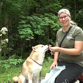 Tidig svampsäsong: Nina plockar svamp med hjälp av sin hund