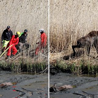 Dramatisk räddningsinsats – två älgkalvar fastnade i lera