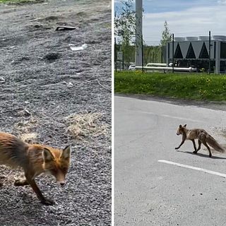 Se räven springa runt på parkeringen i Umeå