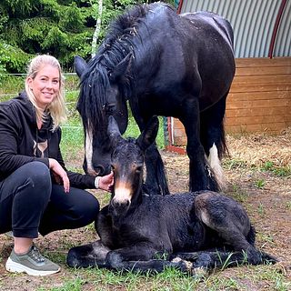 Fölet Fiona gjorde överraskande entré på gården i Malmköping – pappan är åsna