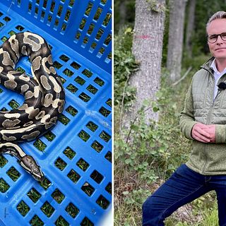 Sam hittade en kungspyton i Gränna