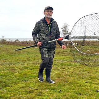 Här försöker fågelräddarna fånga in en svan efter oljeläckan