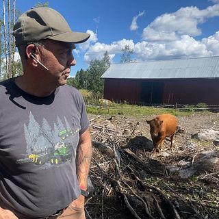Kor i Nedre Dalälvsområdet flyr skogsmyggen i panik – se kornas sår