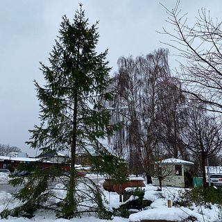 Borgholms julgran hånas – nu snackar hela bygden om fulgranen