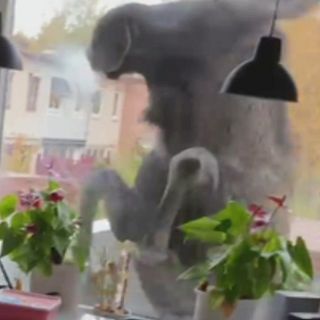 Oväntat besök – här dunkar älgen på köksfönstret