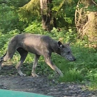 Här syns en misstänkt skabbvarg utanför Eskilstuna