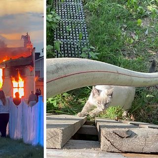 Katten Kokos överlevde den våldsamma branden i Bergsjö