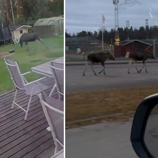 Älgar härjar i centrala Degerfors – springer vid Stora Valla