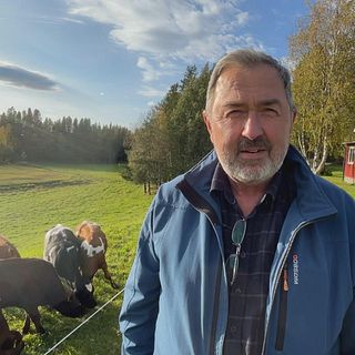 Mikael Fredriksson försöker med alla medel att få hem korna från fäbodbetet på fjället
