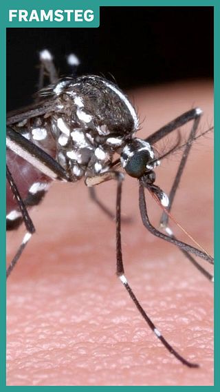 Här steriliseras tigermyggor – ska stoppa dengue och zika