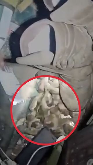 Invasion av gnagare i skyttegravarna