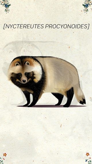 Mårdhund