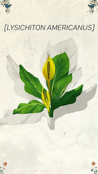 Gul skunkkulla