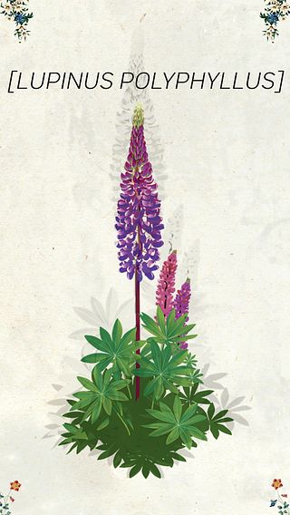 Blomsterlupin