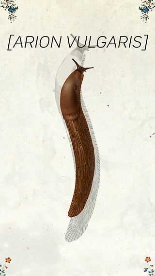 Mördarsnigel