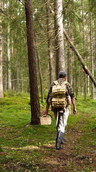 Finns det en svamp så finns det fler?