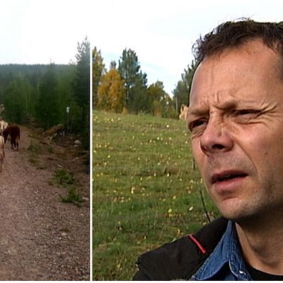 Ett kollage med en bild på kor som går längs en grusväg och Mikael Jonasson, bonde.