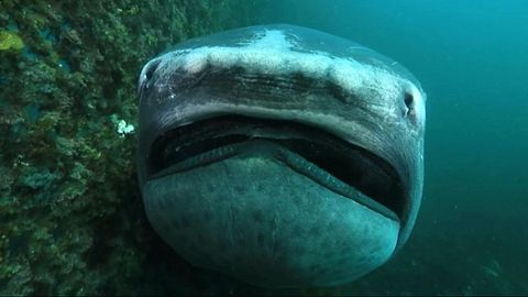 Jinsiy olatni bosh ostida shishib ketgan