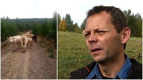 Ett kollage med en bild på kor som går längs en grusväg och Mikael Jonasson, bonde.