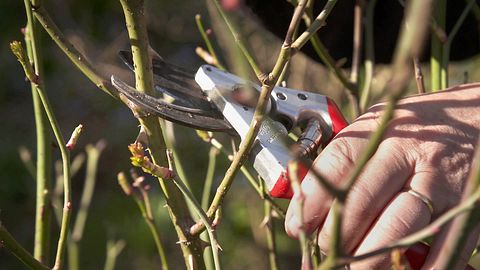 Reychel Aldananing katta kokraklari