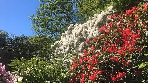 Frgsprakande rhododendron lockar tusentals till Sofiero | SVT Nyheter