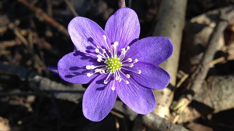 Sankt-Peterburgdagi Kirochnaya kochasidagi fohishalar