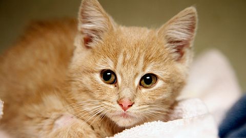 Squirting bilan ayol orgazm