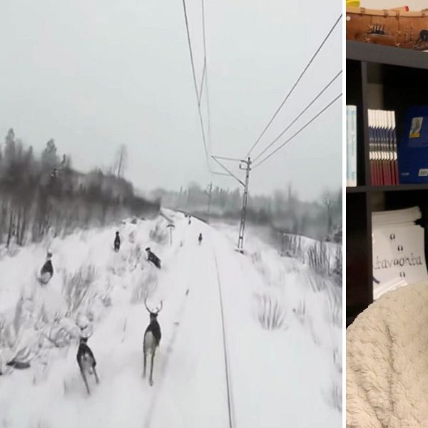 Renar blir påkörda i viralvideo