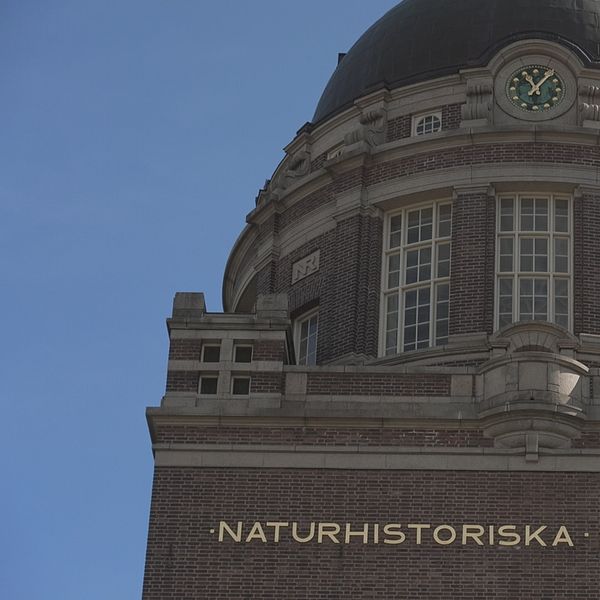 Per Andersson, redaktör på Kulturnyheterna ser ett samband mellan den statliga hyresmodellen och takraset för Naturhistoriska riksmuseum