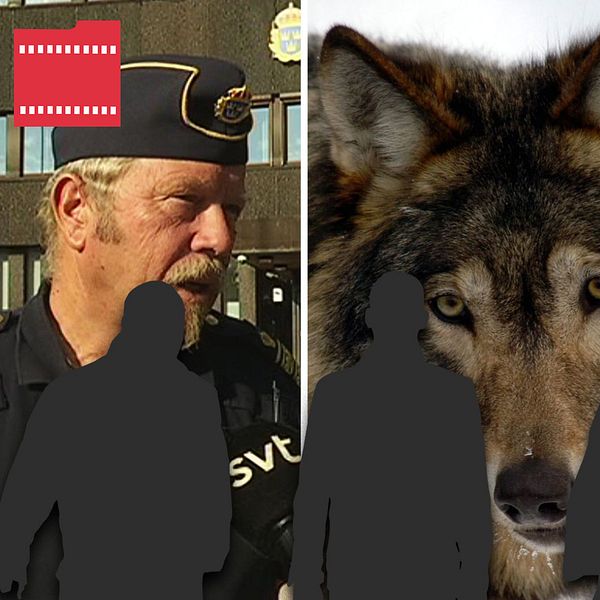 Tre bilder – Polisens presstalesman Stefan Dangardt, en varg och en polisbil.
