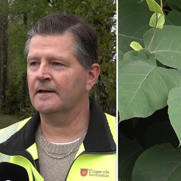 Nya krav mot invasiva arter – men Trafikverket fortsätter sprida frön ...