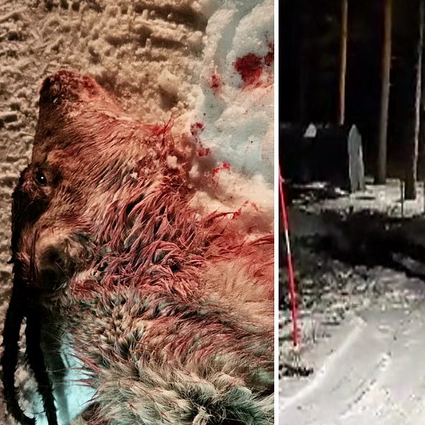 Ett renhuvud till vänster och till höger syns en bild på tumultet som uppstod.