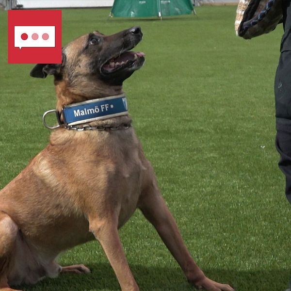 En polishund som sitter på konstgräs och en kvinnlig polis i uniform.