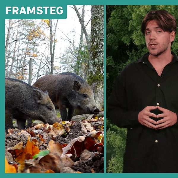 Vänster: Två vildsvin i skogen vid torkade löv. Mitten: SVT:s reporter Markus Aamisepp. Man med mörkt hår och svart skjorta. Vänster: Personer iklädda vita dräkter står vid täckt vildsvinskadaver vid landsväg.