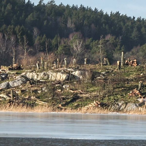Till vänster Snöholmen i Trosa med nedhuggna träd, till höger en skarv