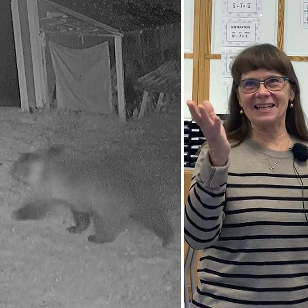 Till vänster syns en grynig bild på en björn i en trädgård, i mitten en kvinna i randig tröja som gestikulerar och till höger en kvinna i gul jacka som ser beklagande ut.