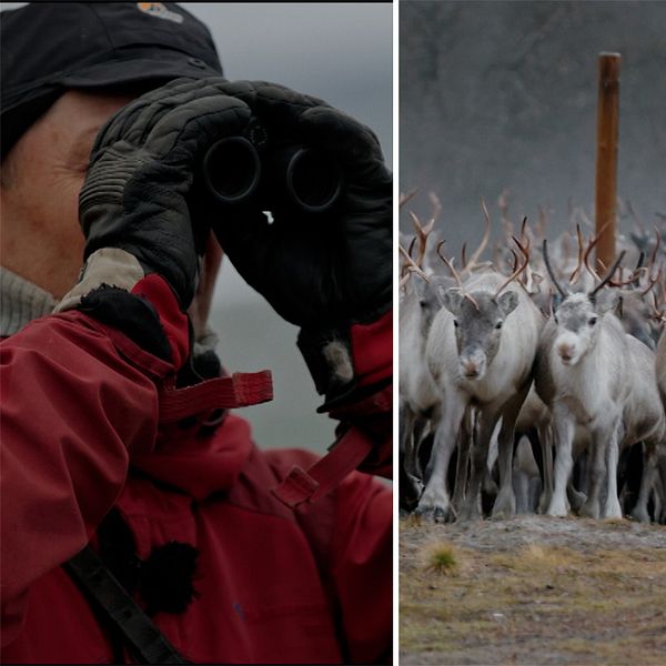 En man använder en kikare, renar, och turister