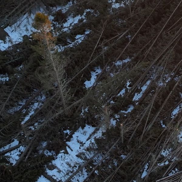 En delad bild som består av två sektioner. Den vänstra sektionen visar en skog med flera nedfallna träd som ligger på snöklädd mark, vilket tyder på en storm eller annan naturkatastrof. Den högra sektionen visar en person klädd i en blå jacka som står utomhus med en byggnad i bakgrunden, vilket indikerar en kall och snöig miljö.