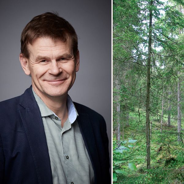En delad bild med två sektioner. Den vänstra delen visar generaldirektör Herman Sundqvist klädd i en blå kavaj och en grön skjorta, som står framför en neutral bakgrund. Den högra delen visar en frodig skog med höga, gröna träd och en mossklädd stenig mark, vilket indikerar en naturskön miljö.