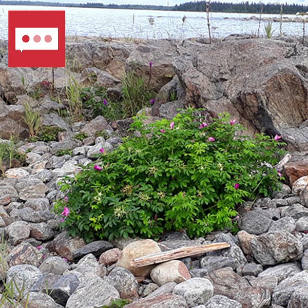 En delad bild med två sektioner. Till vänster syns en strand med stenar och ett grönt växtliv, troligen en buske, i fokus. Bakgrunden visar havet och en skogig linje i fjärran. Till höger står en person med en svart jacka, i en utomhusmiljö med höstlöv på marken, gestikulerande med händerna.