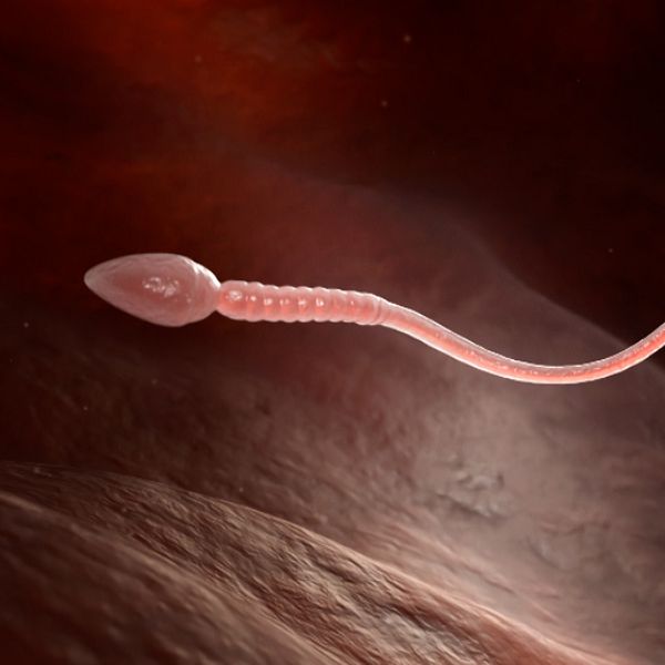 Animering av spermier som simmar i livmoder