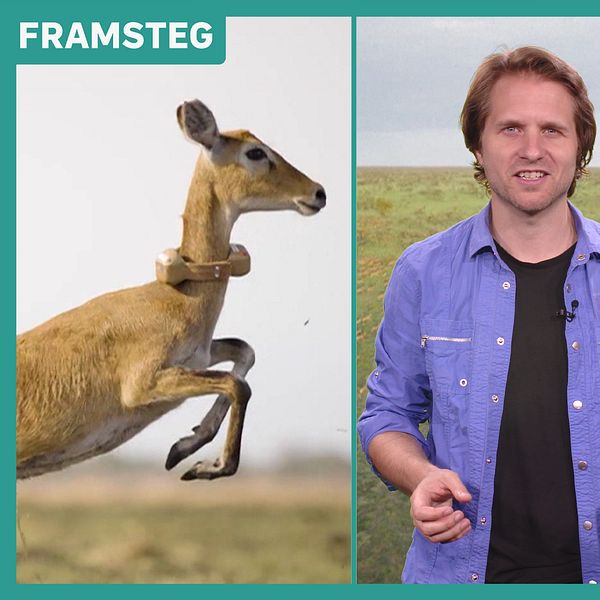 Antilop, Fredrik Sjögren, flock antiloper på savann